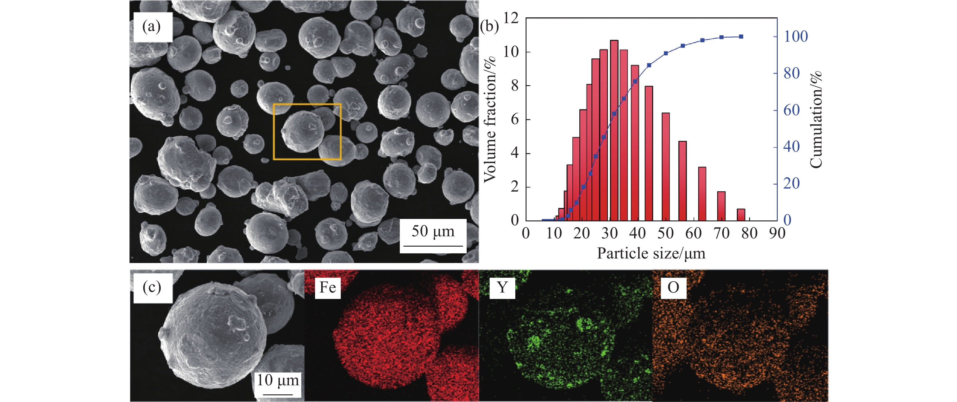 Y2O3弥散强化M2高速钢粉末SEM图像及粒径分布. (a) 混合后的粉末形貌; (b) 混合后粉末的粒径分布; (c)  图4(a)中选定粉末形貌和EDS分析